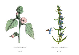 Pages-de-MÉDECIN-DES-PAUVRES_PLANTES-OK-4